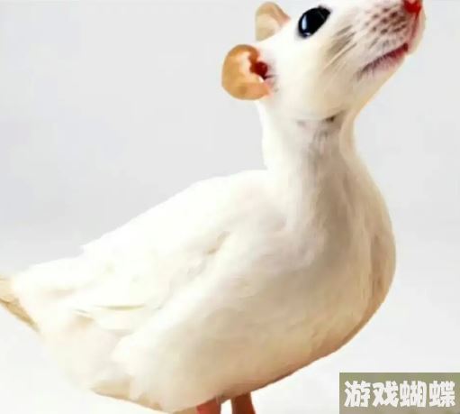 鼠鼠我鸭表情包 鼠鼠我鸭表情包分享