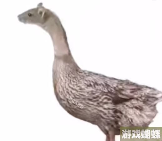 指鼠为鸭的图片 指鼠为鸭表情包图片分享