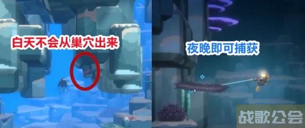 潜水员戴夫海鳝怎么抓 -潜水员戴夫海鳝怎么抓新手攻略