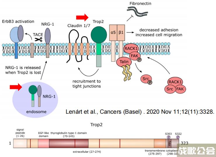 adc全称(adc全称数字电路)