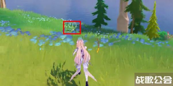 原神茉洁草在哪