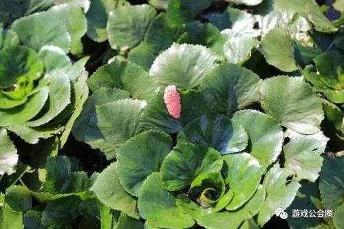 你是否记得，当初是因为什么选择留在公会？